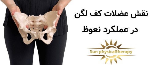 نقش عضلات کف لگن در عملکرد نعوظ